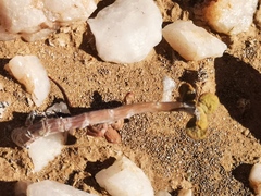 Portulacaria pygmaea