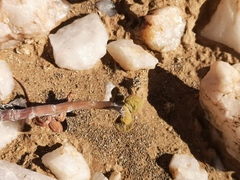 Portulacaria pygmaea