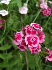 Dianthus barbatus