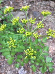 Tauschia