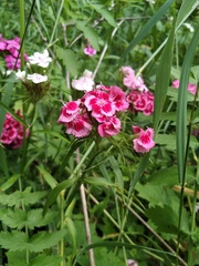 Dianthus barbatus