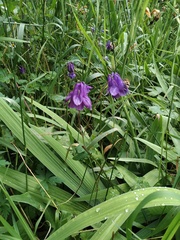 Aquilegia vulgaris