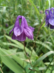 Aquilegia vulgaris