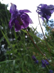 Aquilegia vulgaris