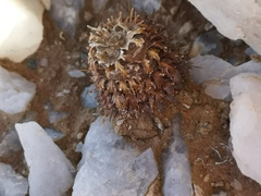 Acanthopsis disperma