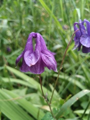 Aquilegia vulgaris
