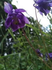 Aquilegia vulgaris