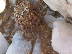 Acanthopsis disperma