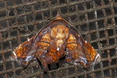 Penicillaria plusioides