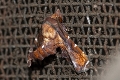 Penicillaria plusioides