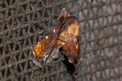 Penicillaria plusioides