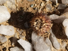 Acanthopsis disperma