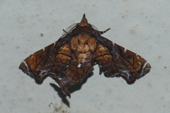 Penicillaria plusioides