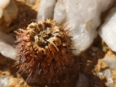 Acanthopsis disperma