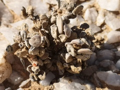 Crassula sericea