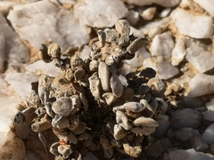 Crassula sericea