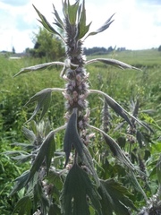 Leonurus quinquelobatus