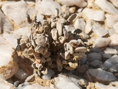 Crassula sericea