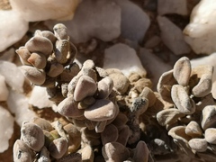 Crassula sericea