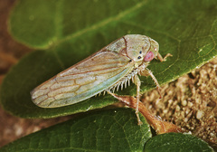 Polana quadrinotata