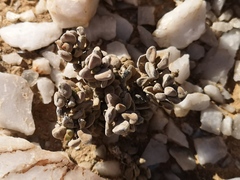 Crassula sericea