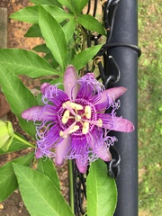 Passiflora