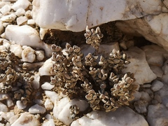 Crassula sericea