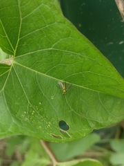 Condylostylus caudatus