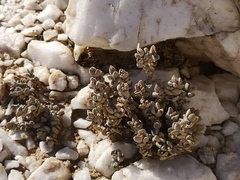Crassula sericea