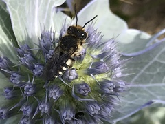 Coelioxys conoideus