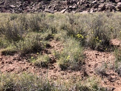 Malacothrix fendleri