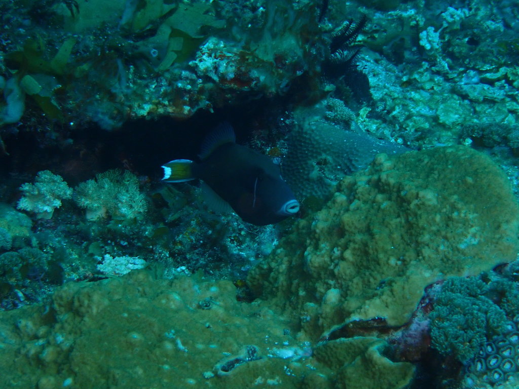 Black Triggerfish