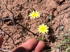 Malacothrix fendleri
