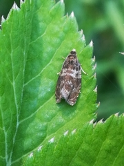 Celypha aurofasciana