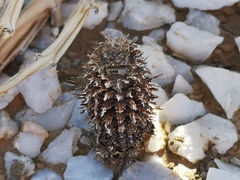 Acanthopsis disperma