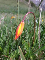 Tulipa sylvestris australis