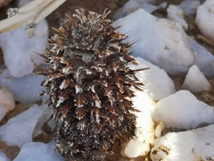 Acanthopsis disperma