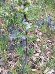 Phacelia heterophylla