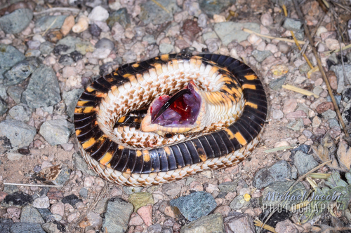 Mexican Hognose Snake