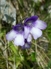 Pinguicula