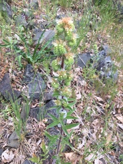 Phacelia heterophylla