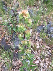 Phacelia heterophylla