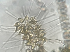 Asterionellopsis glacialis