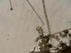 Asterionellopsis glacialis