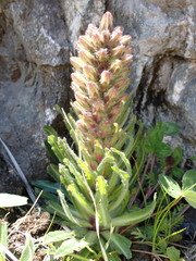 Campanula thyrsoides