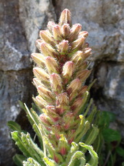 Campanula thyrsoides