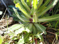 Campanula thyrsoides
