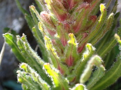 Campanula thyrsoides
