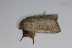 Leucania pseudargyria