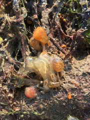 Aplidium turbinatum